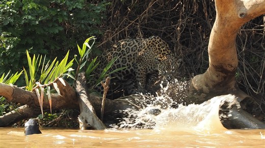 Jaguar vs Otter!! You won't believe what this Jaguar does when it encounters these giant river otters! #InternationalJaguarDay #jaguar | Andy Rouse Photography