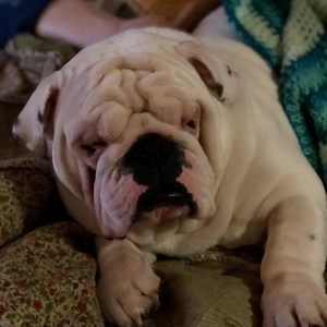 Here is one of Bug’s songs from almost exactly two years ago. Oh Augie & Gigi... | Augie Doggy’s Place