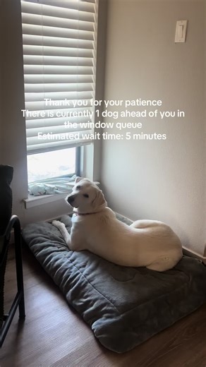 Husky and Pyrenees Mix Adventures with Bao Bao Backpack