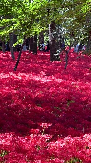 関東最大の彼岸花驚異の美しさを体験