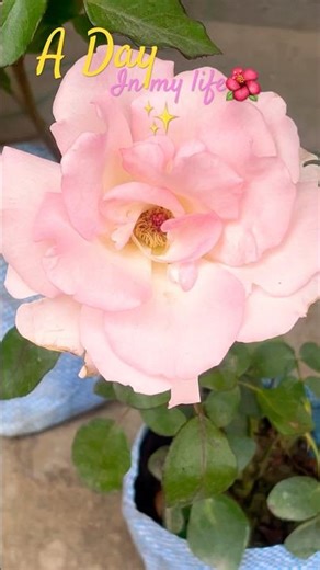 Pretty day🎀✨#minivlog #viral #shortvideo #vlog #trending #fyp #snow #christmas#funny #cove#shorts