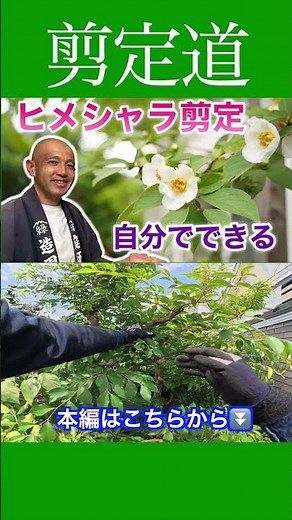 《Pruning Japanese Stewartia》 for Beginners: Do It Yourself! #GardenTreeManagement #GardenWork #Pr...