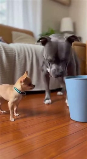 Tiny Chihuahua Challenges Giant Pitbull – Hilarious Size Difference Moment!