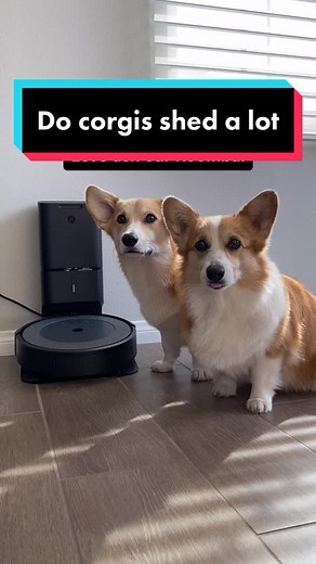 Corgi Shedding: A Roomba's Best Friend 🐾