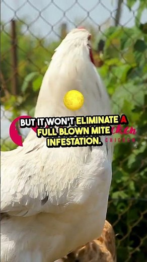 🐔 Can Vinegar Really Fight Chicken Mites? The Truth Revealed!