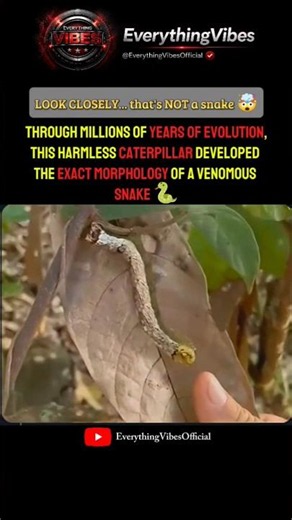 How This Harmless Insect Evolved to Look Exactly Like a Viper 🤯