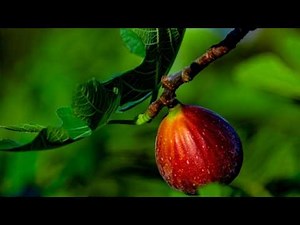 how to transplant a fig tree