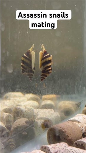 Assassin snails mating #fyp #fishtank #aquarium #snail #assassinsnail #mating #snails