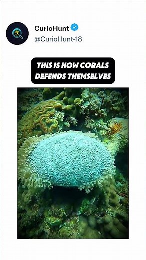 How Corals Protect Themselves Underwater