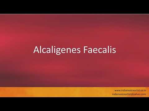 Pronunciation of the word(s) "Alcaligenes Faecalis".