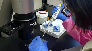 Video: Generation, Maintenance, and Characterization of Human Pluripotent Stem Cell-derived Intestinal and Colonic Organoids