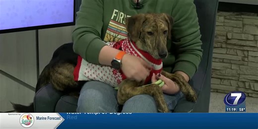 Shelter Spotlight with a festive furry friend