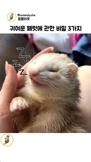 귀여운 페럿에 관한 비밀 3가지 #동물 #페럿