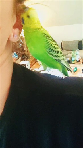 Discover Fun Small Parrots: Insights for Pet Owners