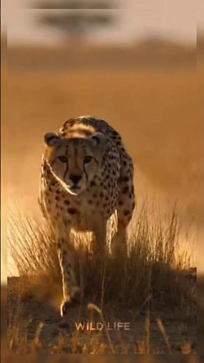 Fastest Animal Hunt Ever | Cheetah Chasing Gazelle #cheetah #gazelle #wildlife