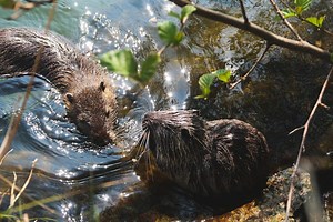Where Can Beavers Be Found? (States & Counties)