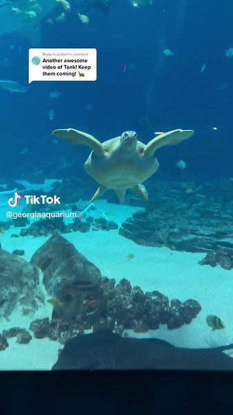 Meet Tank: The Big Boy at Georgia Aquarium Turtles
