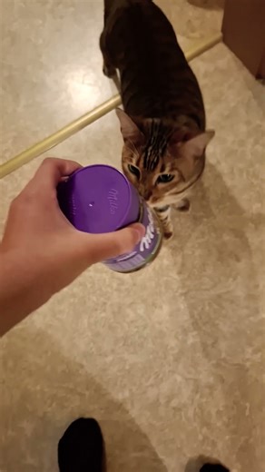 Ich kann dir das nicht geben das ist giftig für dich!!! #shortsfeed #petslovers #shortsviral #cat