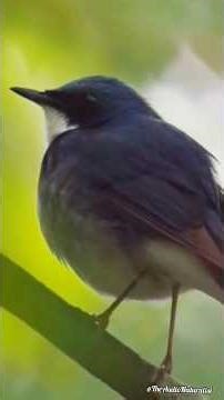 Hidden Voices of the Forest: Siberian Blue Robin