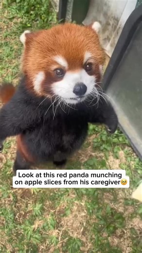Red Panda lovers community🐼 on Instagram: "A baby red panda at the wildlife park lights up with excitement when it spots tourists arriving with apples in hand. Sweet fruits are a favourite for red pandas, and the sight of apples makes this little one perk up, rise onto its hind legs, and eagerly trot over in hopes of a delicious treat. It’s an adorable scene that perfectly captures their love for snacks and their playful curiosity about the people around them. Video credit goes to littlepanda64