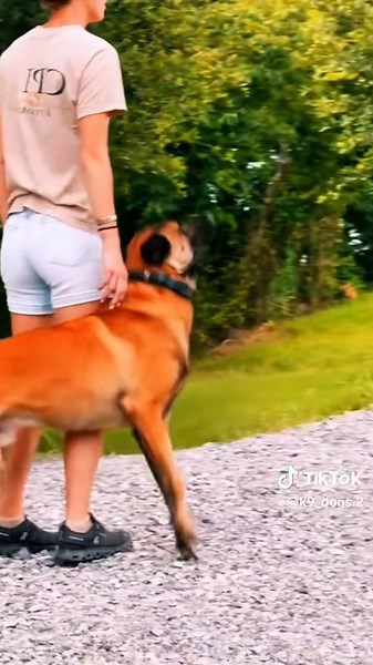 USA K9 Trainer with Loyal Dog Companion