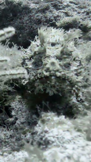 DEADLY POISONOUS STONE FISH #keylargo #scubadiving #gopro #floridadiving