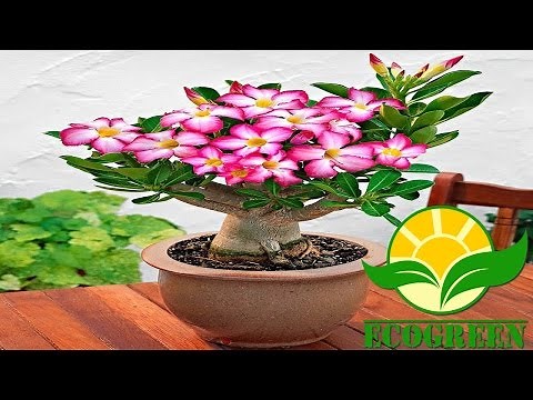 Como plantar e replantar rosa do deserto / Adenium Obesum. How to plant Adenium obesum.