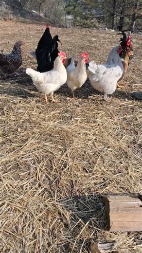 This Rooster Runs the Yard