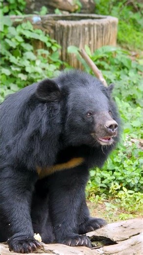 Vibrant Wildlife Moments Around The World