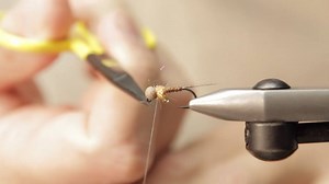The name of this nymph is not misleading: it is a simple one! But it's also an effective one. See the full materials list at https://loonoutdoors.com/blogs/fly-tying-videos/so-basic | Loon Outdoors