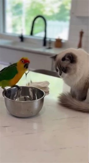 Kitchen Music Battle: Creative Cooking Tunes