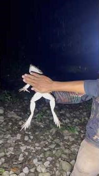 Mancing baung di kaki pegunungan#ikan #mancing #fishing#gunung #sungai