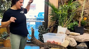 monitor lizard agility and feeding time!