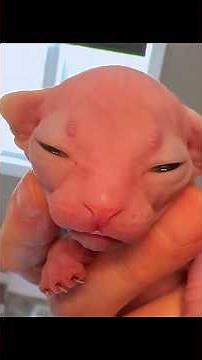 She Thought It Was a Mouse… But It Turned Out to Be a Rare Hairless Cat! 😱🐱