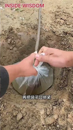 🌱 Amazing Traditional Tree-Planting Method You Must See! #diggingdiscovery #villagelife #viralvideo