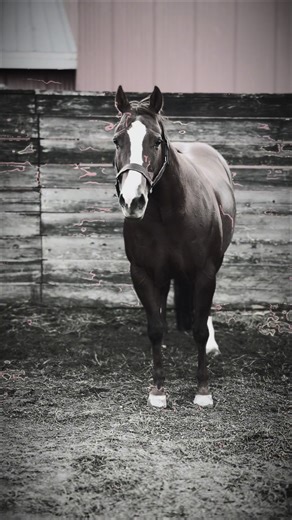 Big Mare Energy: Understanding AQHA Cow Horses