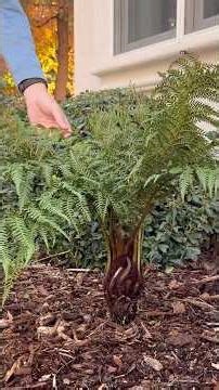 Adding Giant Chain Fern & Tasmanian Tree Fern to Our Shady Planter