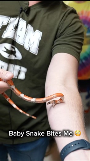 Baby Snake Bites Me 😳#shorts #snake