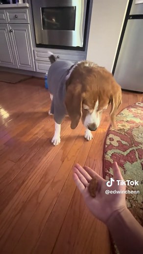 Funny Dog Reactions: Ragebaiting My Fat Dog Episode 16