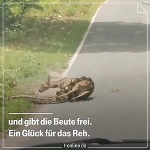 Das war Rettung in letzter Sekunde! | t-online