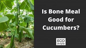 Is Bone Meal Good for Cucumbers? | The Best Time Apply - Eco Family Life