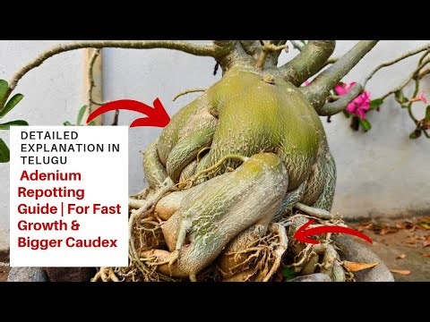 Adenium Bonsai Repotting for Maximum Flowers & Thick Caudex for beginners in telugu