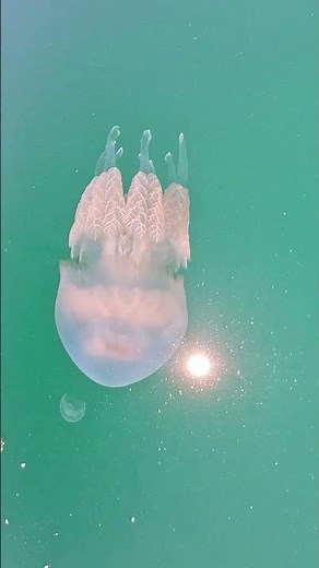 How Do Jellyfish Survive Without a Heart or Brain?