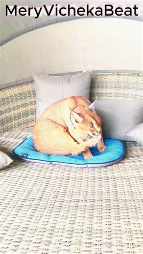 Big Cat #cat #wildtv #wildlife #floppa #animals #bigcat