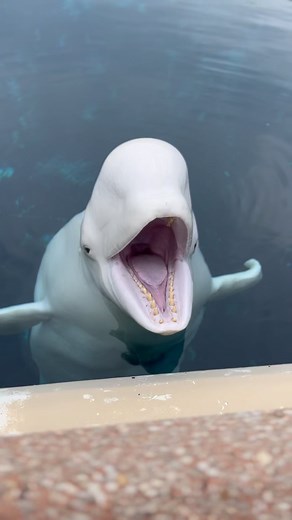 Marineland of Canada on Instagram: "Did you know that animals, like the beluga whale, use a variety of vocalizations to communicate? Beluga whales interact through clicks and whistles, earning them the nickname the canary of the sea! #Marineland #IMATA #Canaryofthesea"