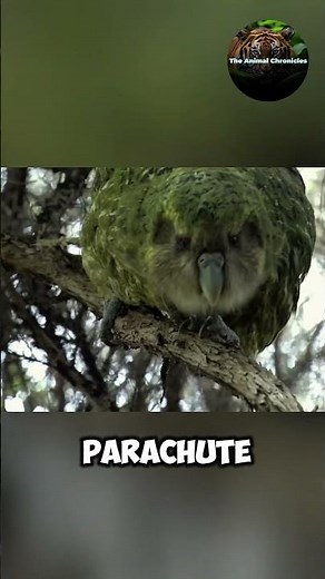 Kakapo – The Owl Parrot That Can’t Fly!