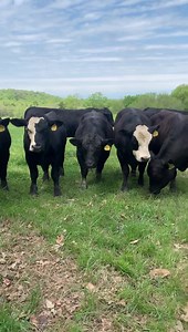 19K views · 47 reactions | Running Springs has a large selection of registered semAngus breeding age bulls for sale All have been DND’d Have up to date EPD’s available And have all passed breeding soundness exams. Great for registered or commercial herds. Message for more info | Running Springs QH & Cattle Co | Facebook