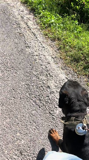 Exploring the Joy of Rottweilers in Jamaica
