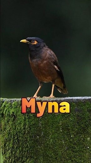 Meet the Myna Bird: A Rare Talented Mimic with an Unbelievable Secret!