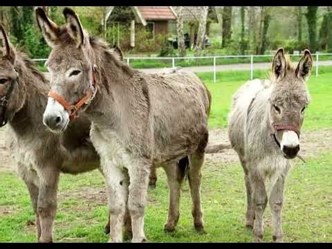 Free donkey sounds, free sound effects 3 6